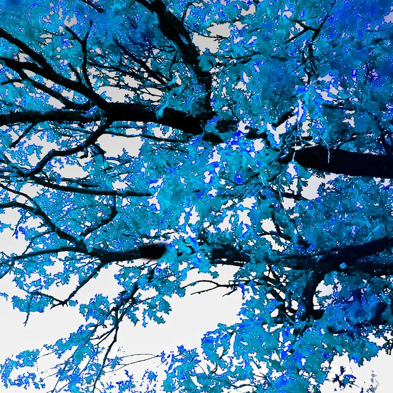 Impresion en lienzo paisaje de árbol iluminado por la luna azul