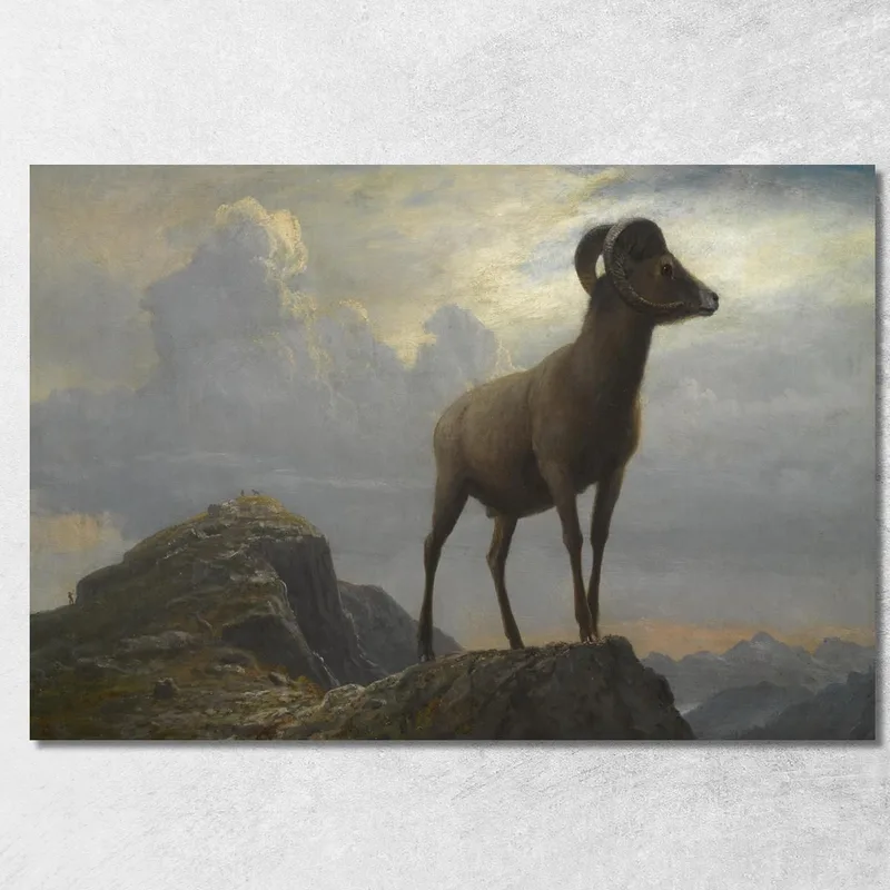 Studio Di Un Ariete Bighorn Albert Bierstadt quadro stampa su tela