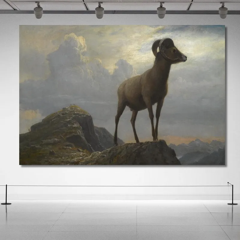 Studio Di Un Ariete Bighorn Albert Bierstadt quadro stampa su tela