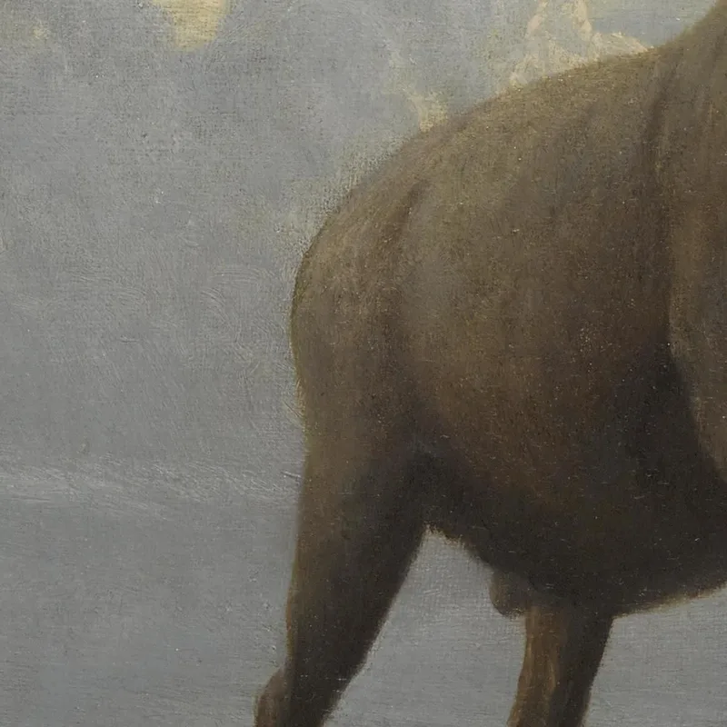 Studio Di Un Ariete Bighorn Albert Bierstadt quadro stampa su tela